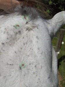 Crusty Bumps on Horse's Face